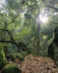 nature coaching